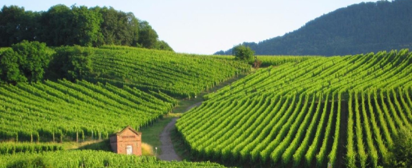 Le vignoble français craint une perte de surface avec les zones sans pesticides