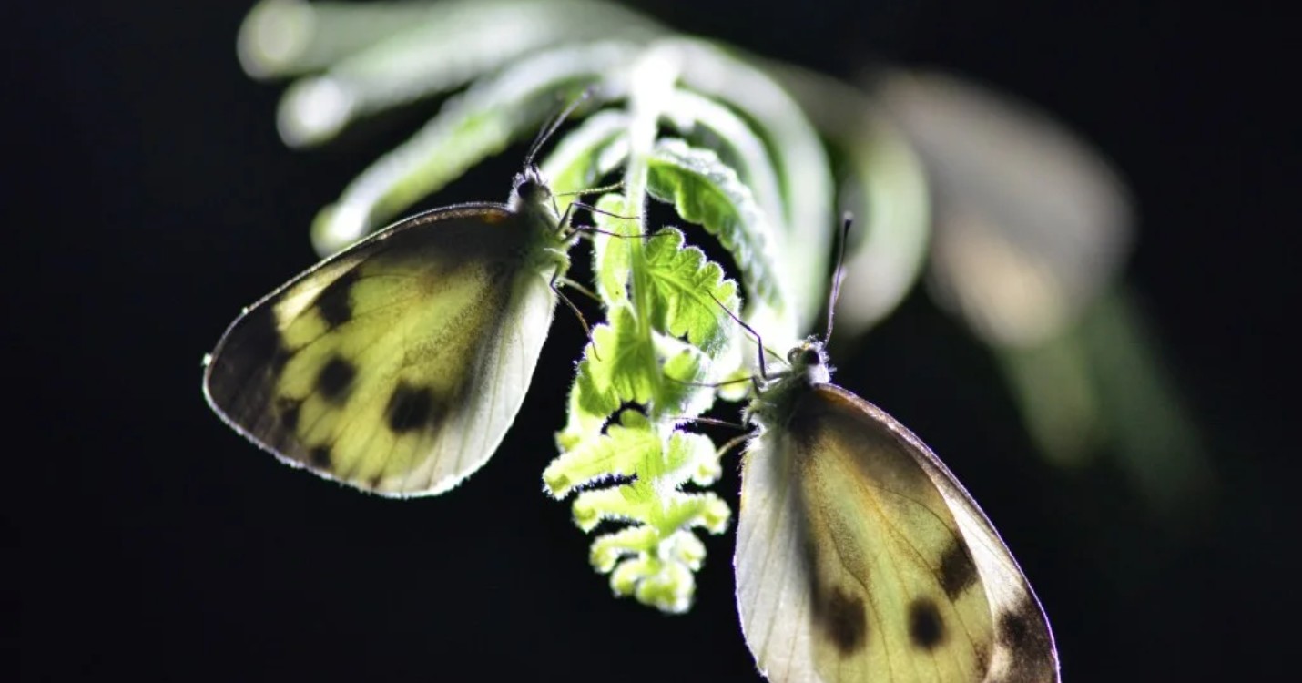 La Fung Yuen Butterfly Reserve