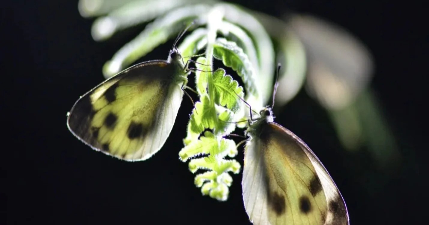 La Fung Yuen Butterfly Reserve