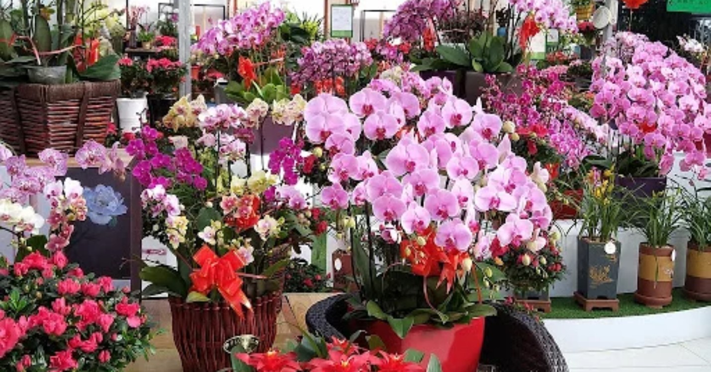 Le marché aux fleurs se tiendra bien, l’université de Macao fête ses 40 ans