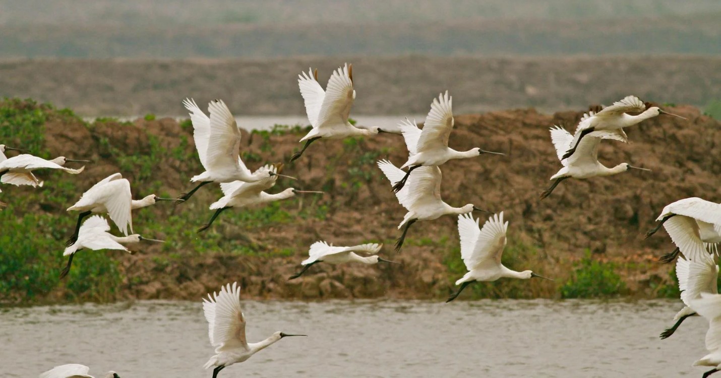 Les oiseaux migrateurs quittent Hong Kong