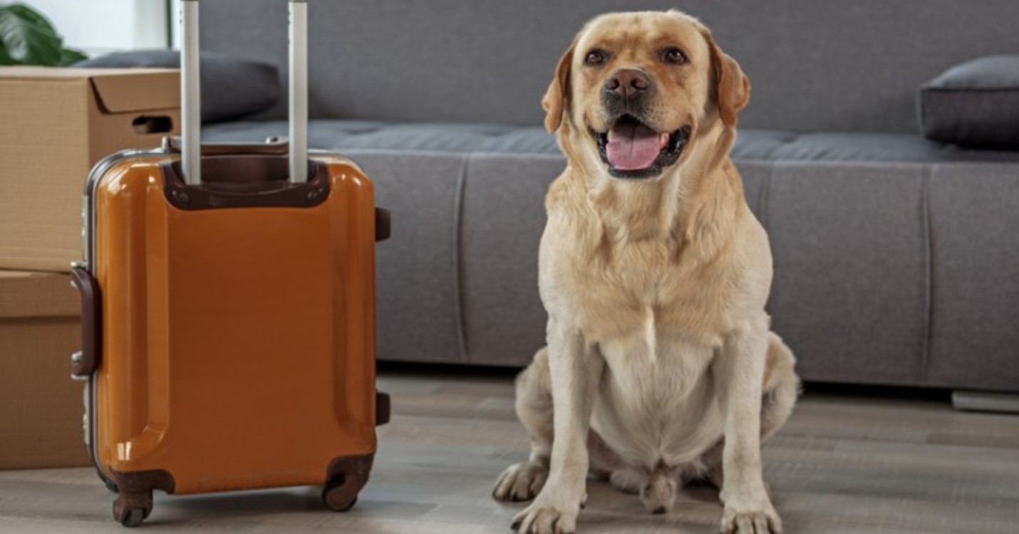 Journée mondiale du Chien : Comment s’expatrier avec son chien ?