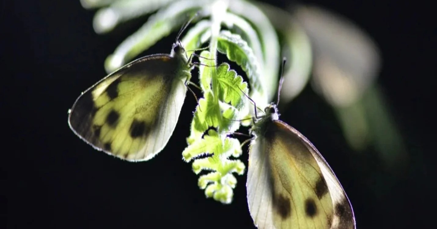 La Fung Yuen Butterfly Reserve