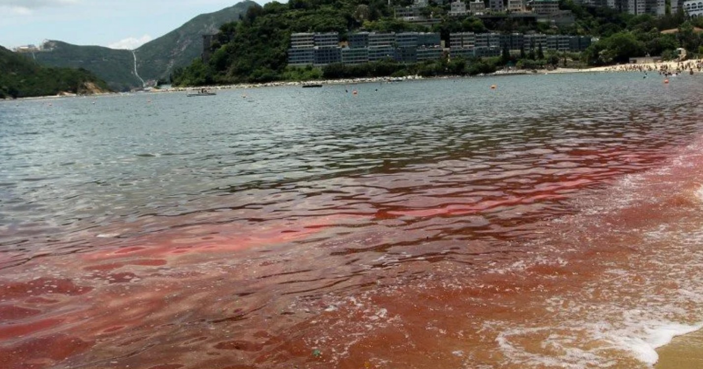 Une marée “rouge” dans le port de Victoria, Arles à Wong Chuk Hang