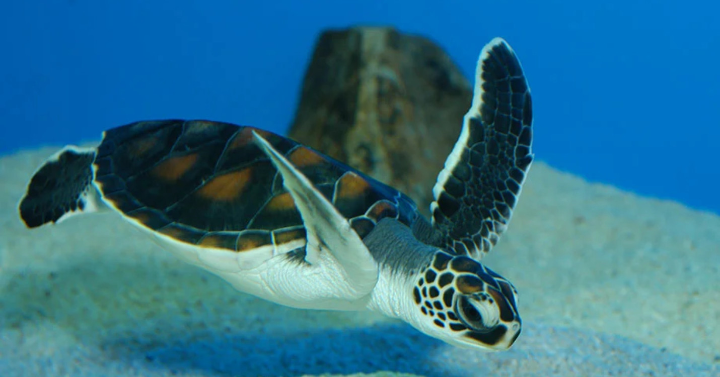Journées de protection des tortues à Ocean Park, Diomandé L’Programme !