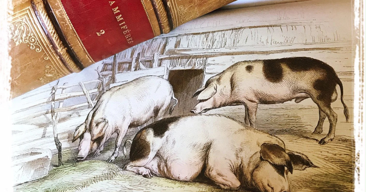 Le carême et les cochons