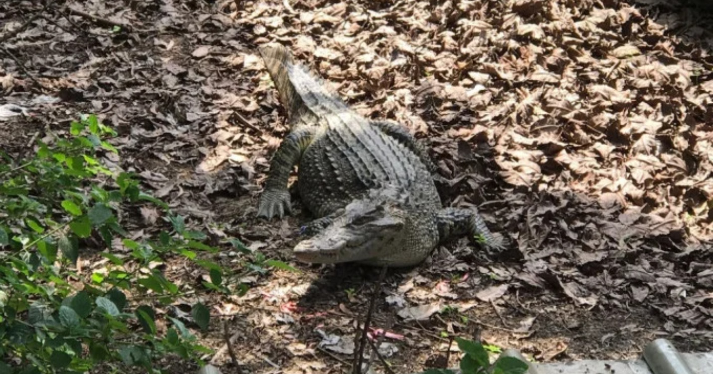 Un crocodile découvert dans les Nouveaux Territoires, exposition « Inside Views » – Du 4 mai au