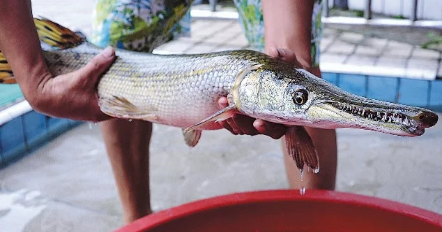 Un poisson carnivore dans la rivière Kai Tak, les élèves de NAB Music HK en concert