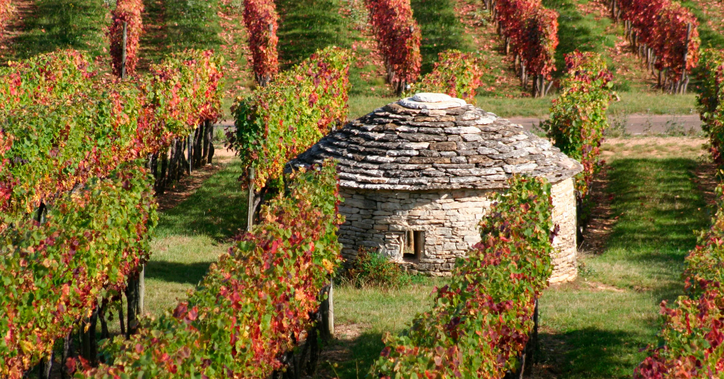 Coup de projecteur sur les vins de Bourgogne