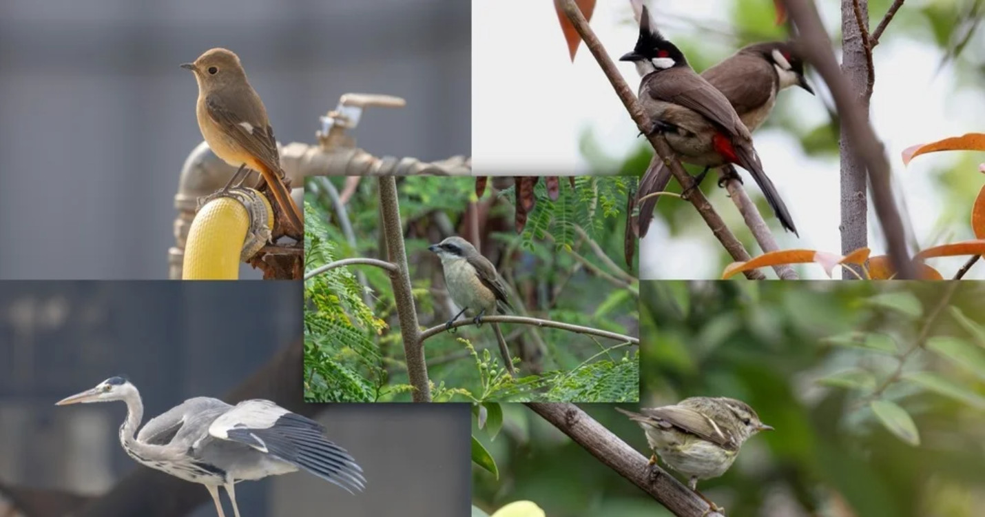 Découverte ornithologique à Lamma –  “Quelle espérance pour les chinois Catholiques de chine?”