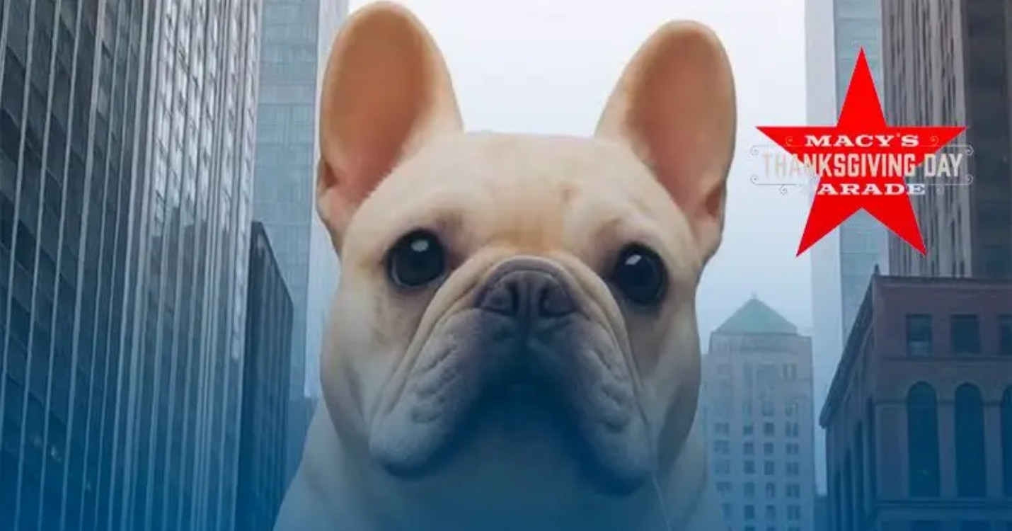 Parade de Thanksgiving à New York : le fantasme viral du bouledogue français