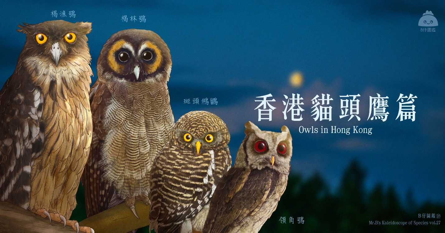 Un hibou sauvage migrateur repéré à Hong Kong – 54ème édition du Festival du film français à HK