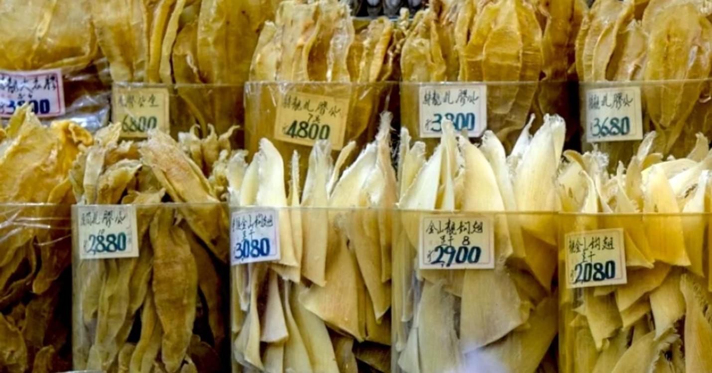 6,5 % des ailerons de requin à Hong Kong sont illégaux – Course au profit d’Enfants du Mekong