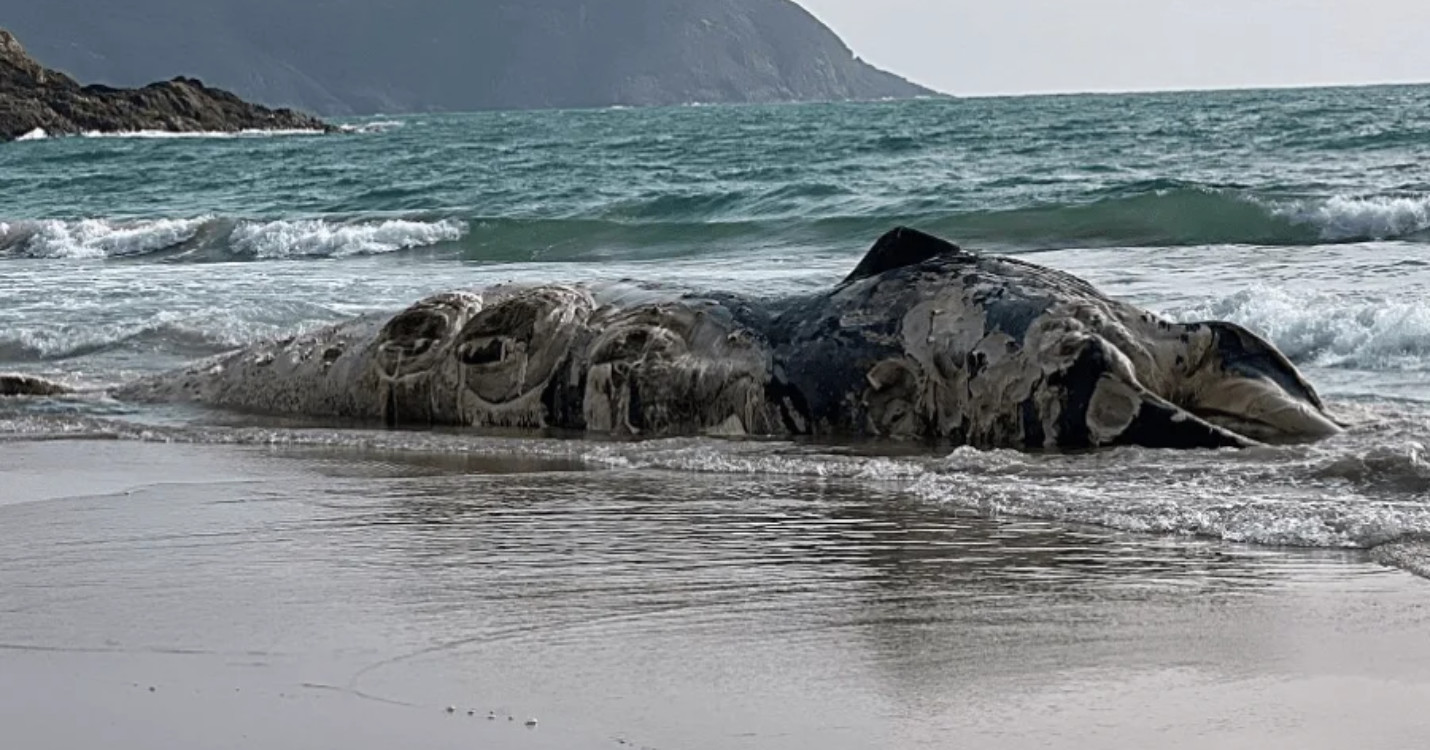 Carcasse de baleine à Sai Kung – Webinaire VIA : tout savoir sur l’assurance-vie luxembourgeoise