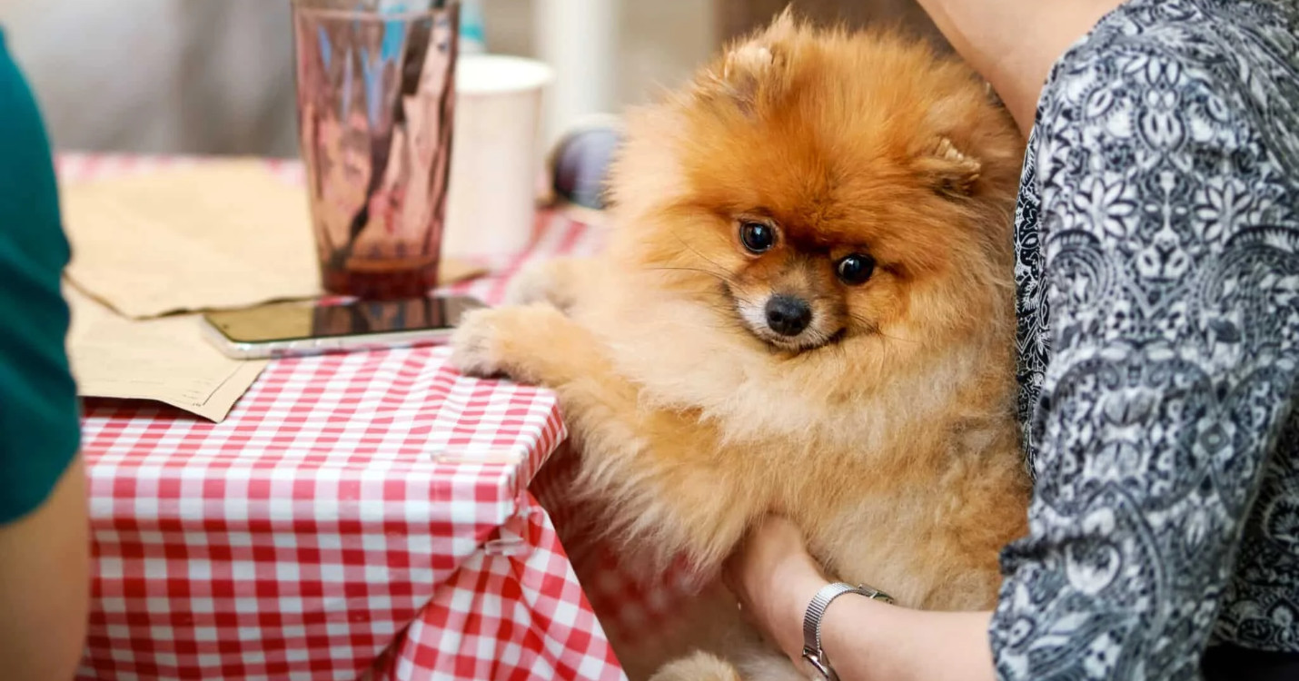 Des chiens dans les restauraurants –  French Rendez-Vous de l’UFE – Mercredi 11 février de 19h à 22h