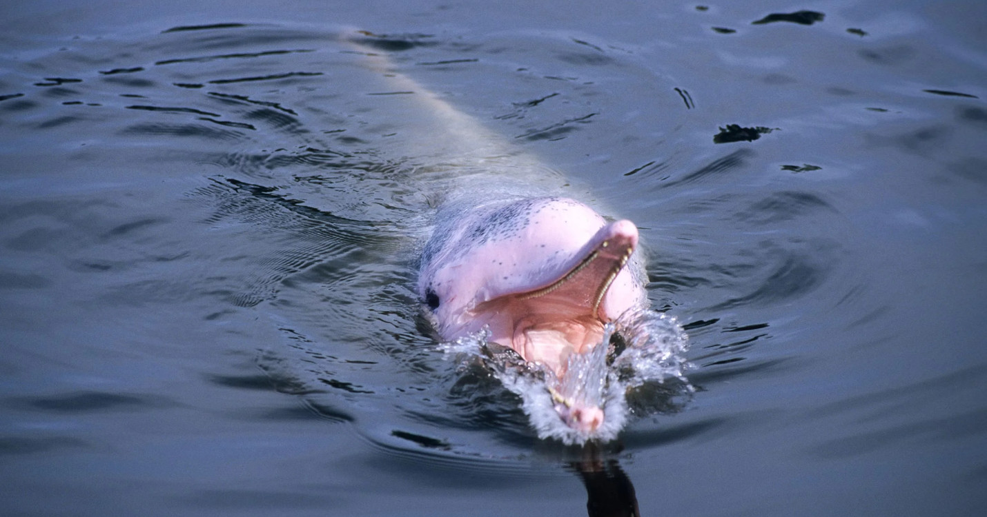 Les dauphins en danger – Conférence UFE: Fiscalité des Français de l’étranger – enjeux et stratégies