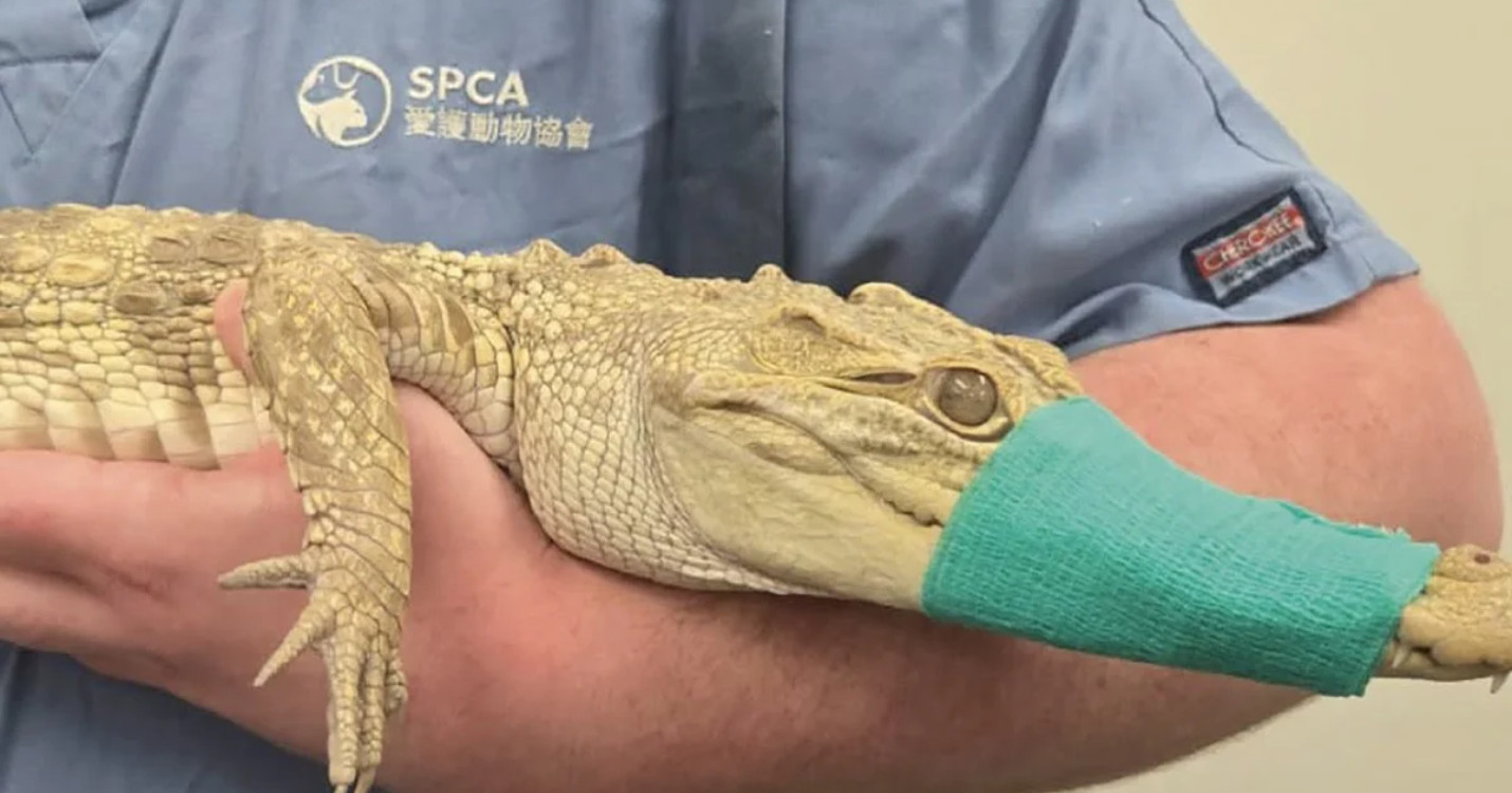 100 reptiles dans un appartement – Exposition « Le Petit Prince et le Pilote » – jusqu’au 18 octobre
