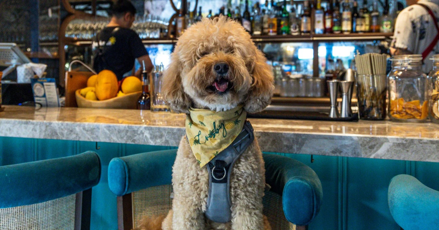 Chiens admis à table – Highlights du French May